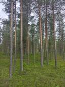 Kuusamon yhteismetsä osuus 0,021660 1