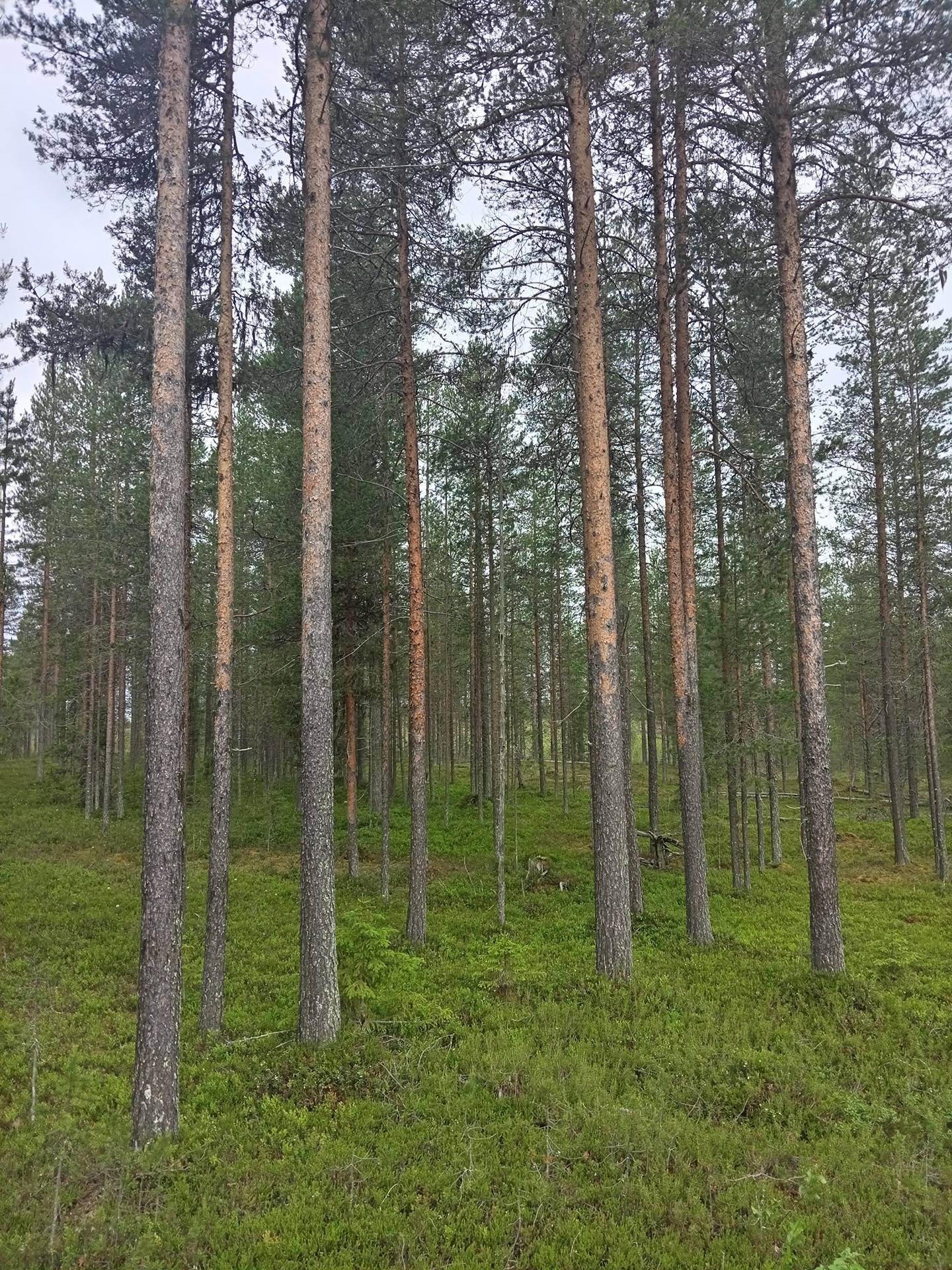 Kuusamon yhteismetsä osuus 0,021660 1