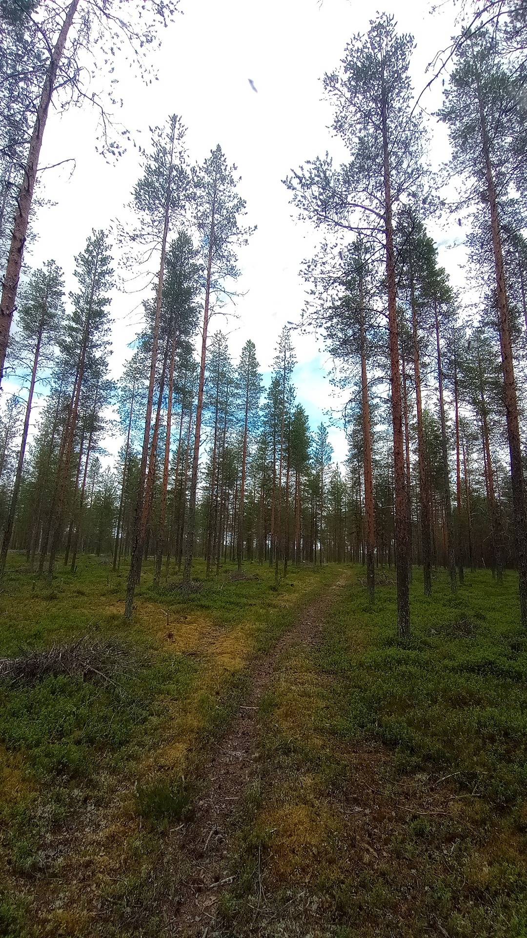 Hiukanmettä 698-408-40-33 1