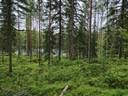 RISTIVAARA 848-421-2-24 Kaustajärvi 1