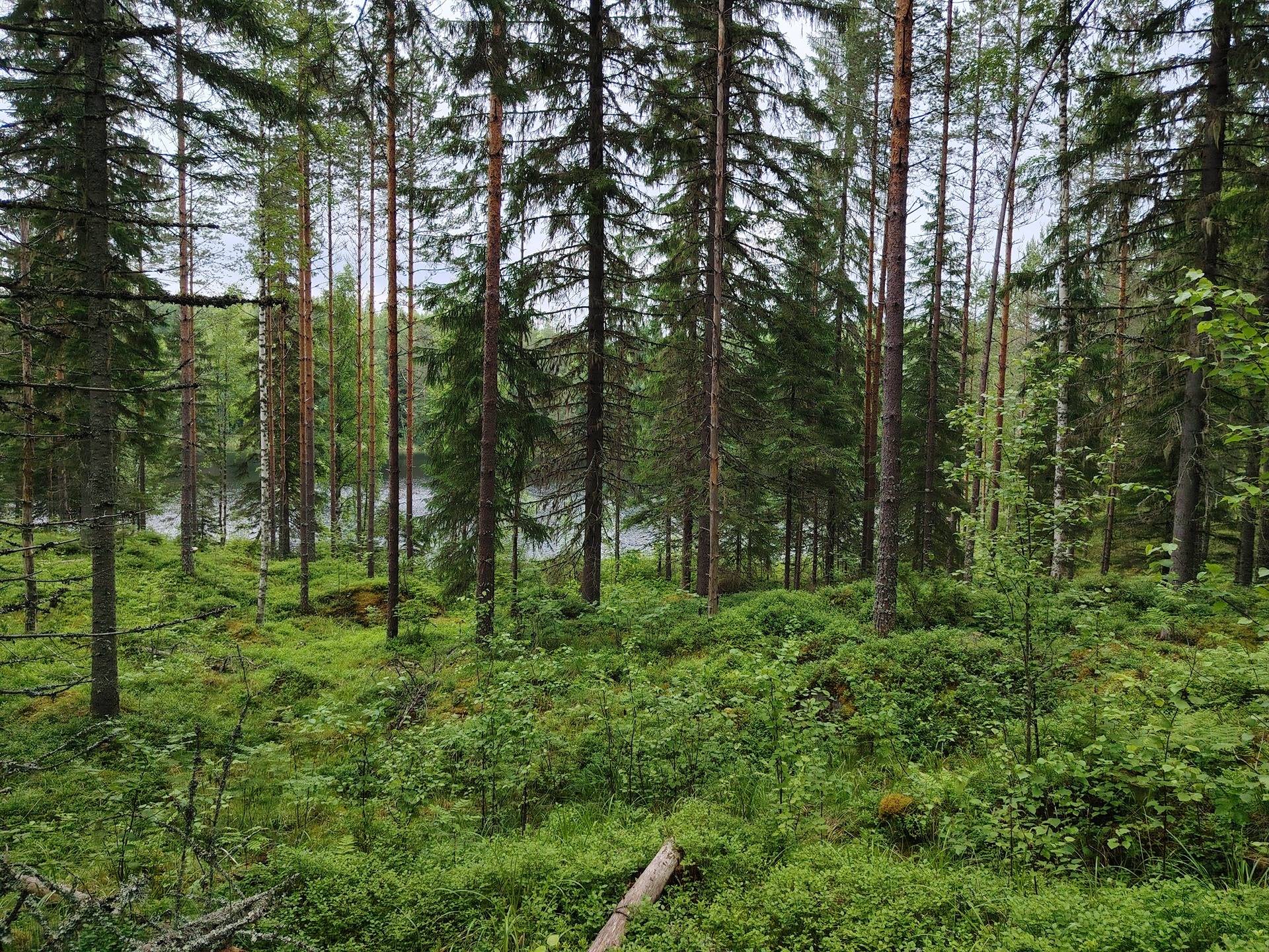 RISTIVAARA 848-421-2-24 Kaustajärvi 1