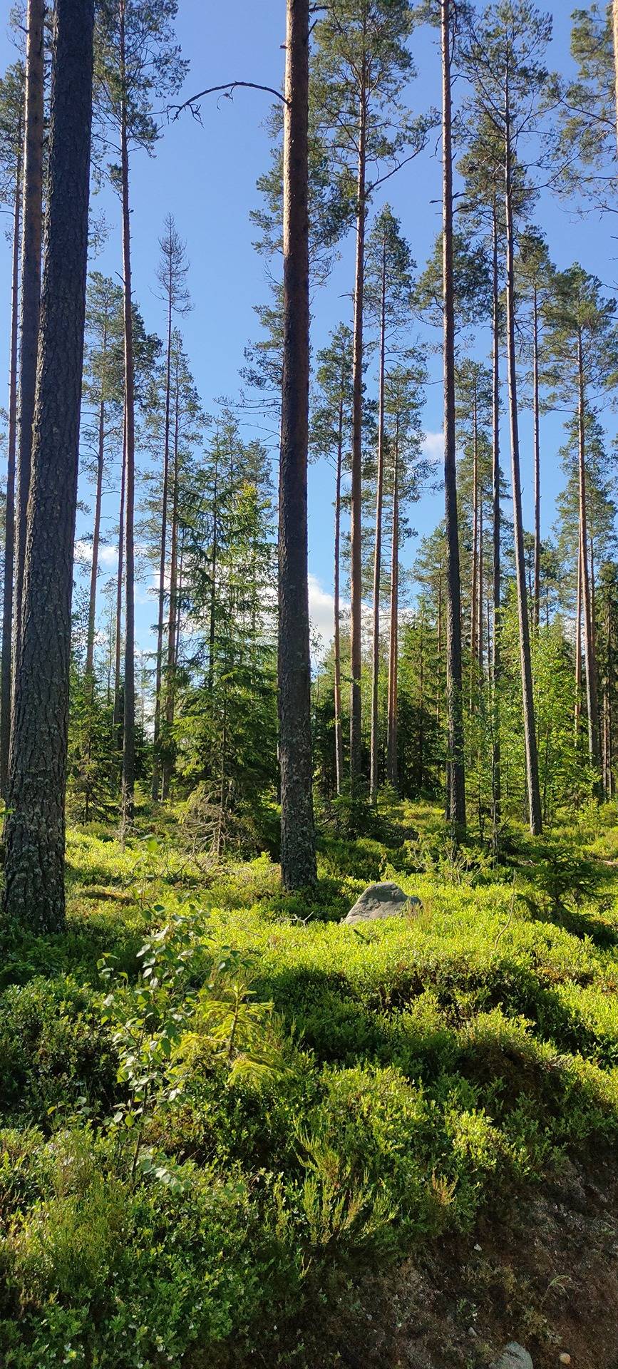 OJANPERÄ 218-401-9-106 1