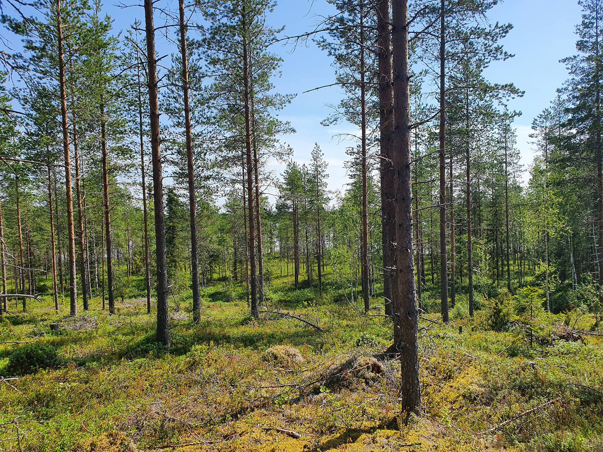 METSÄKANGAS 620-405-40-3 metsäkiinteistö 6
