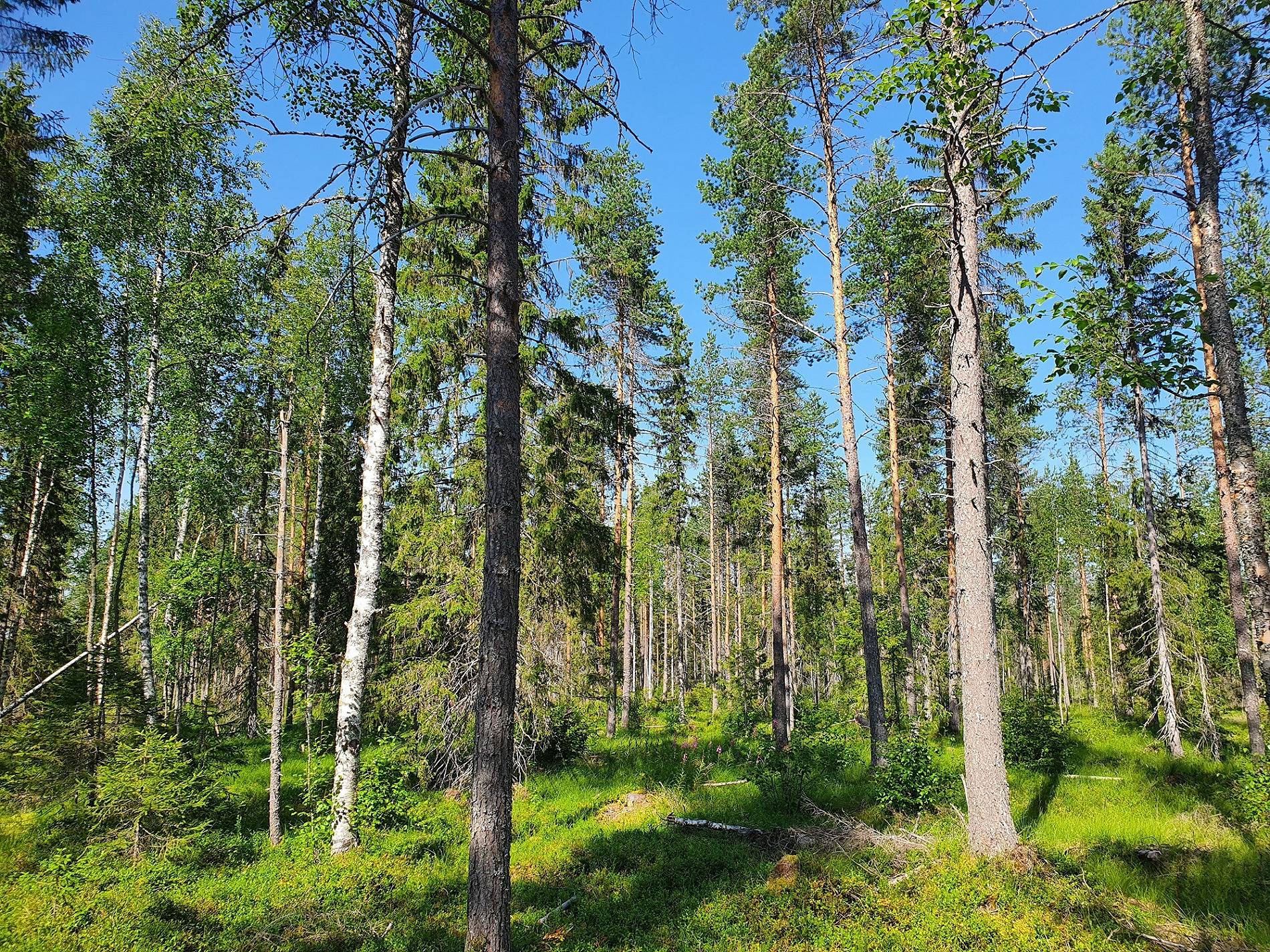 METSÄKANGAS 620-405-40-3 metsäkiinteistö 24
