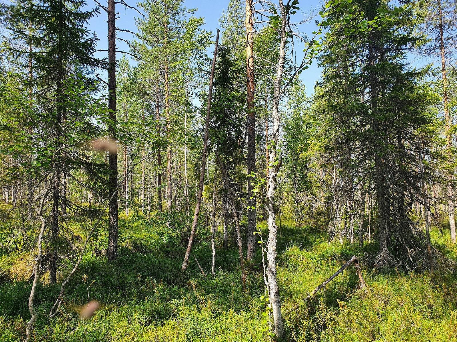 METSÄKANGAS 620-405-40-3 metsäkiinteistö 26