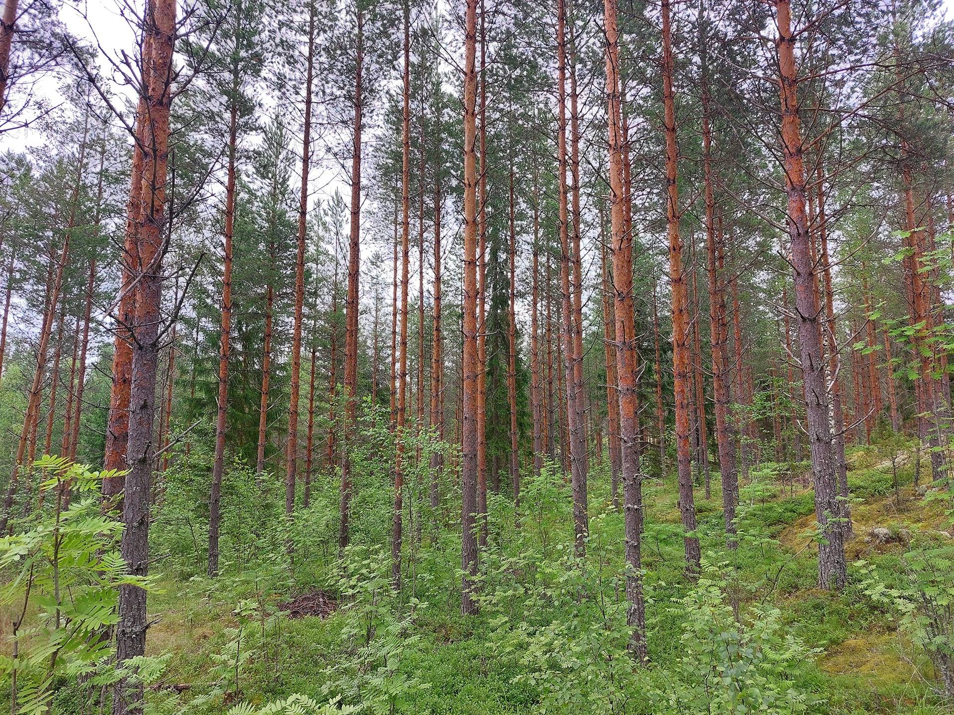 Salmentaus 700-406-9-10, määräala ja Huutoniemi 700-406-9-11, määräala 1