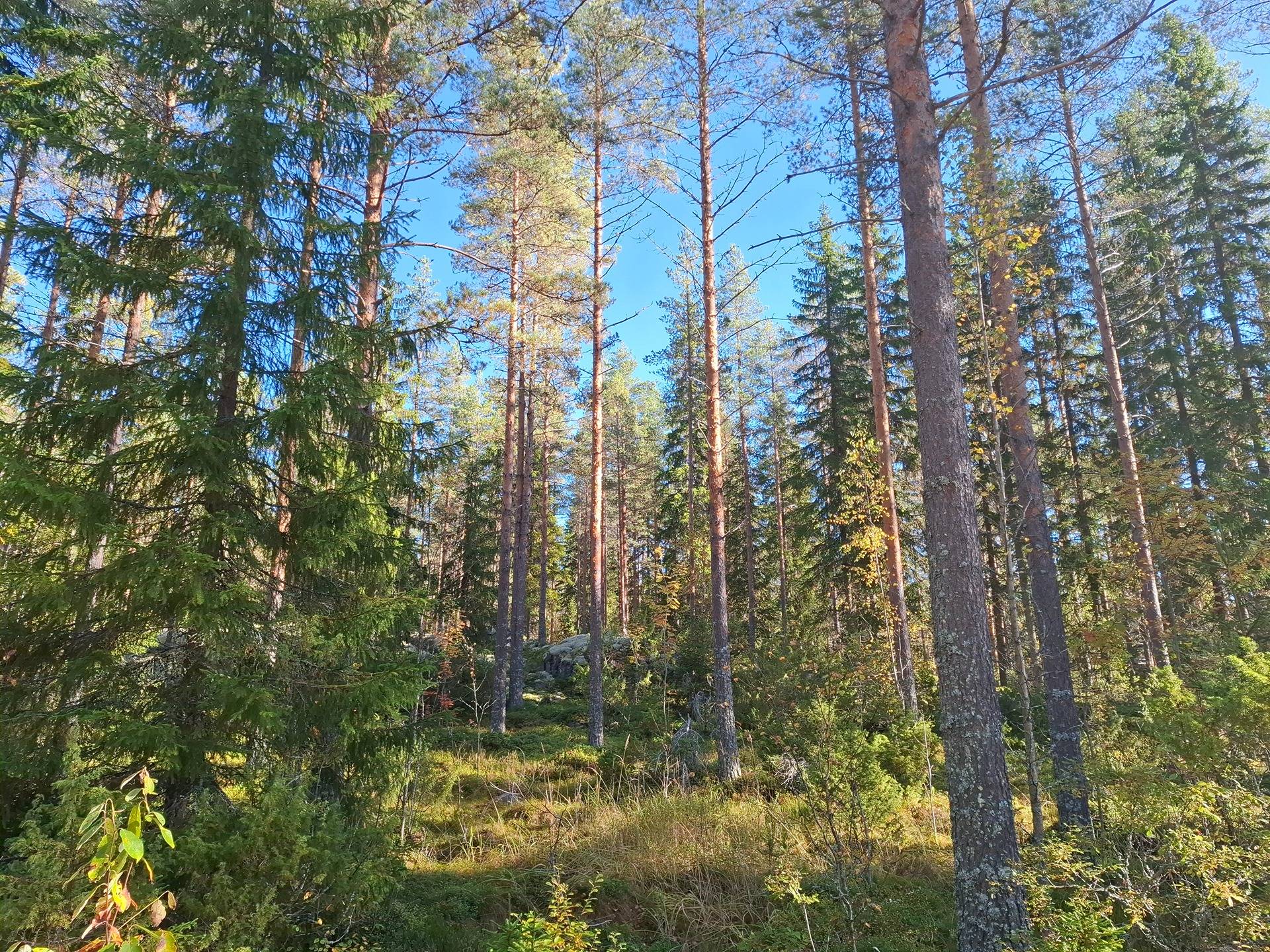 Panni 1:39 1