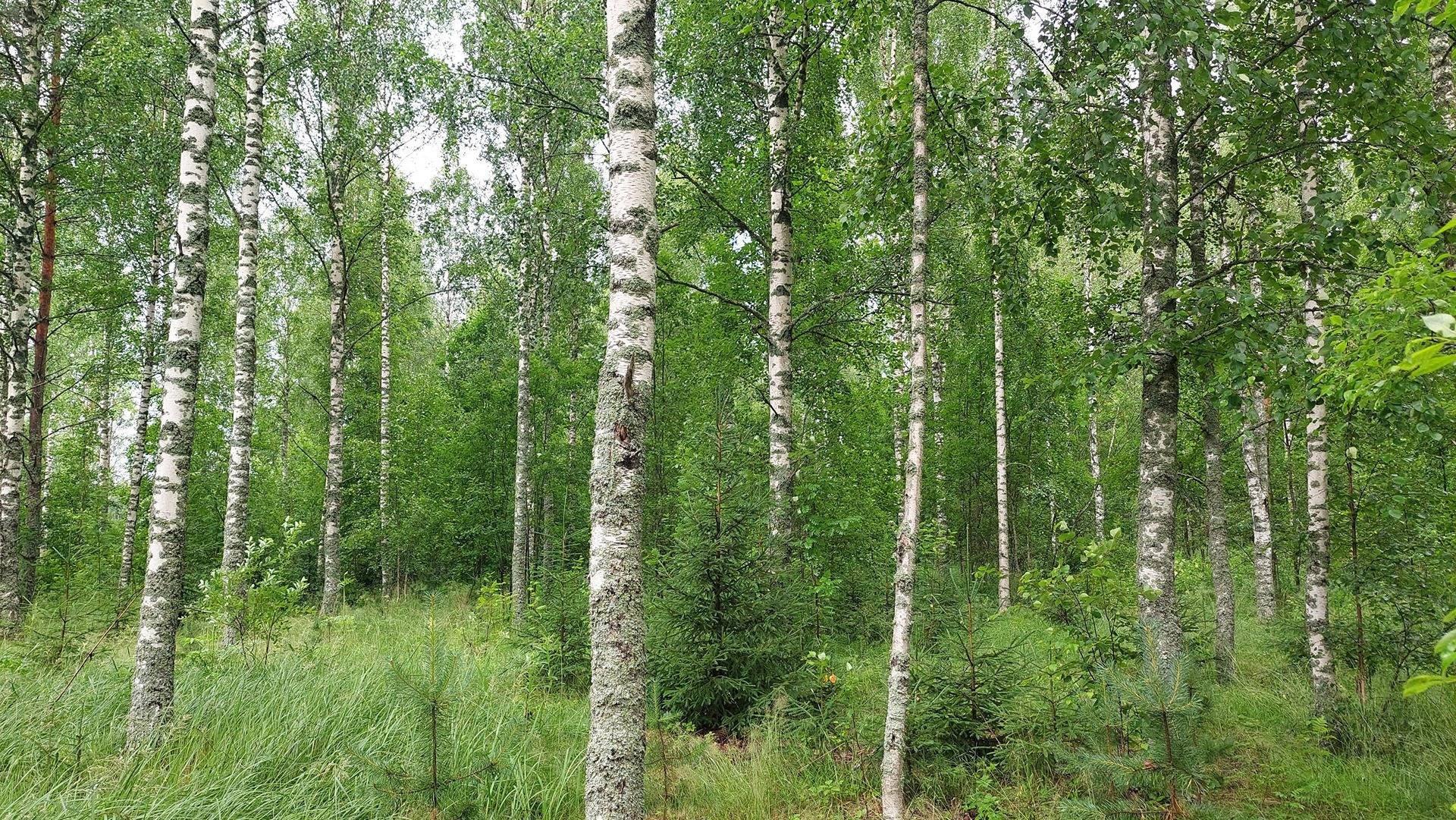 Vuorela 405-577-1-12 1