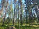Jalasjärvi Tunturi 164-402-38-0 1