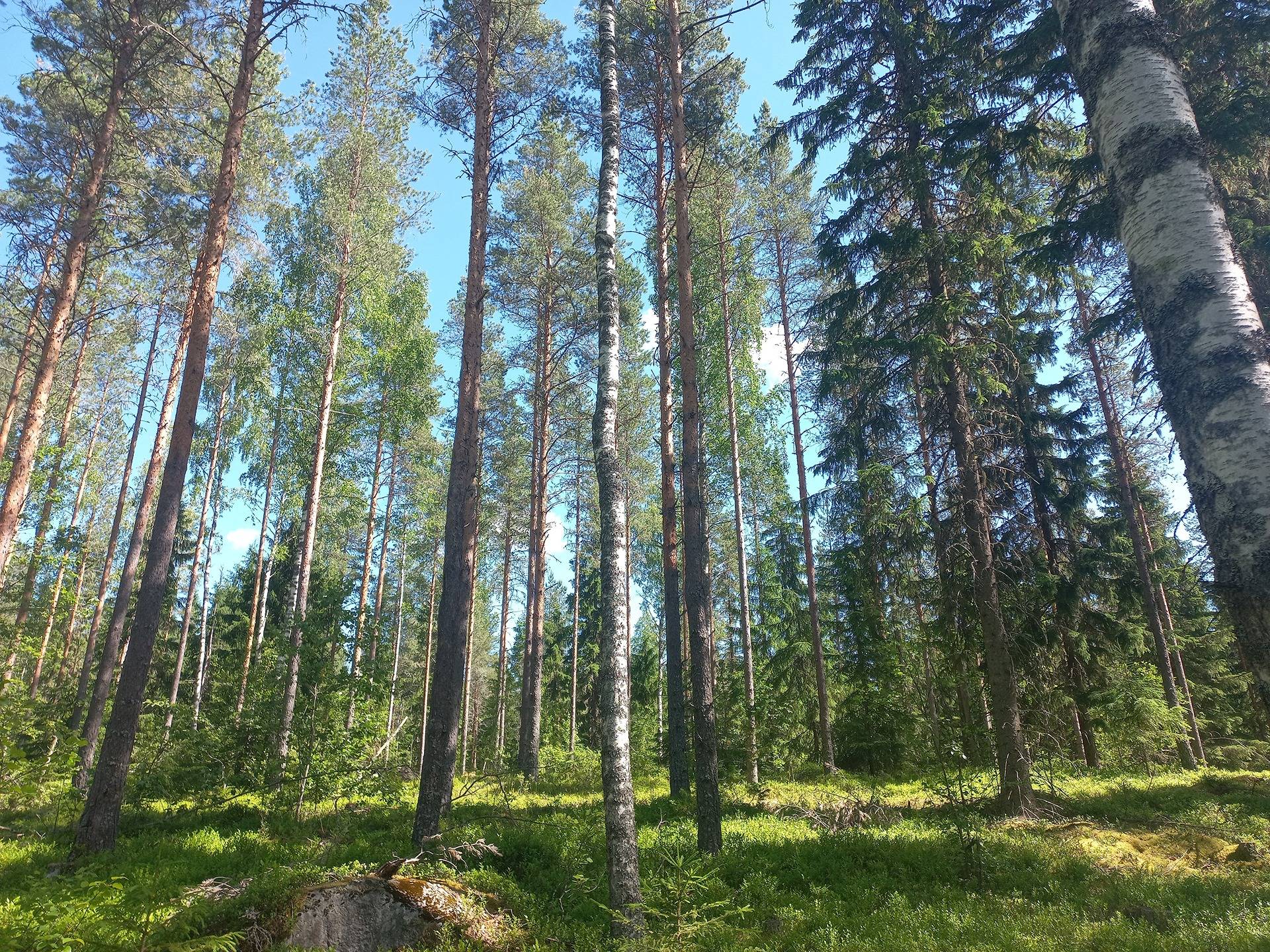 Jalasjärvi Tunturi 164-402-38-0 1