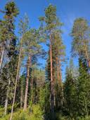 Kaukametsä 697-401-9-53 1