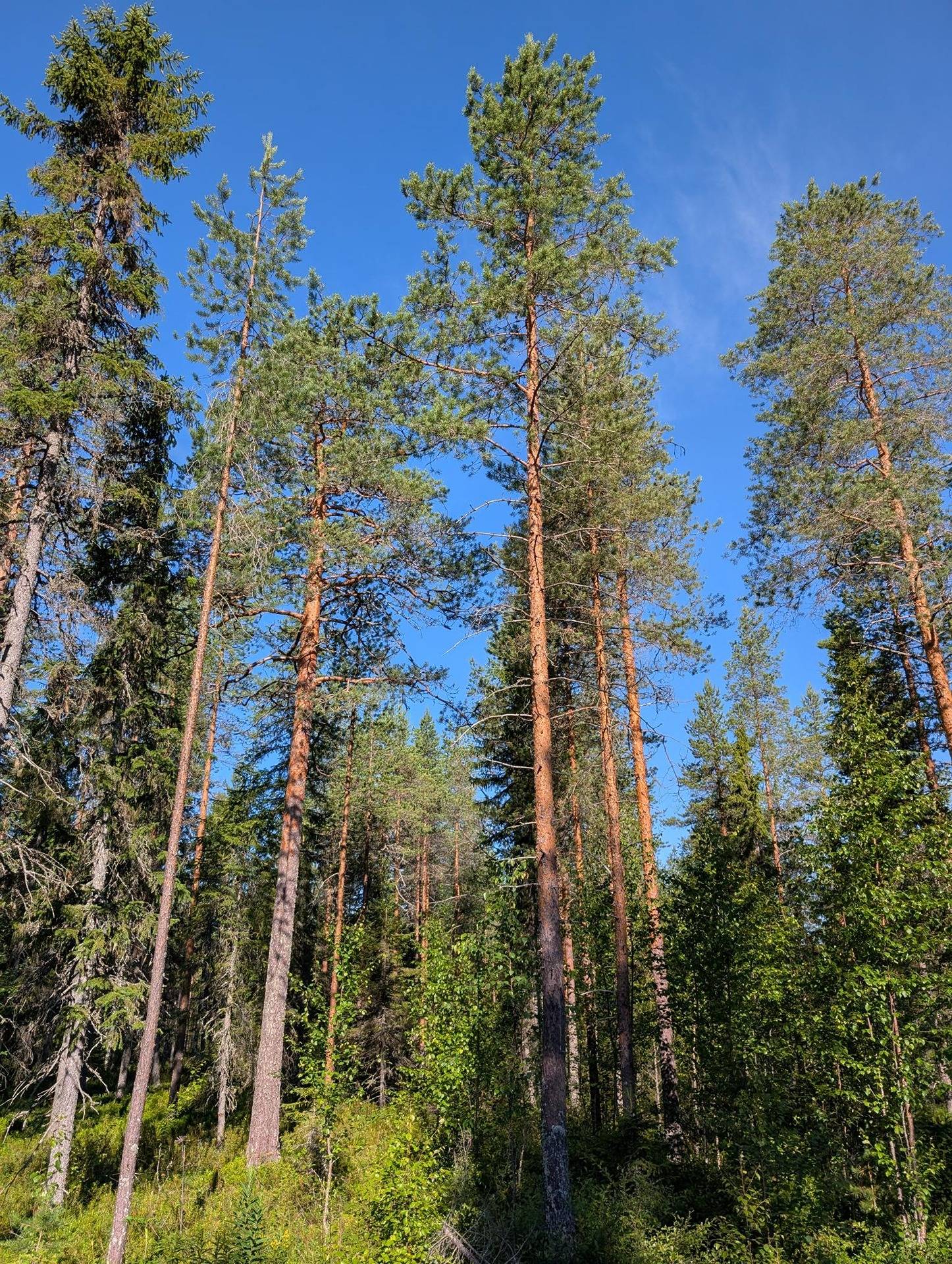 Kaukametsä 697-401-9-53 1