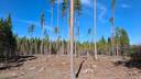 Määräala metsää tilasta PERÄLÄ 3:60, Puhju / Ulvila 1