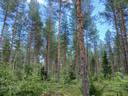 HEIKKA 785-403-1-123 METSÄMÄÄRÄALAT KAIVANNONNIEMESSÄ N. 4,8 HA 1