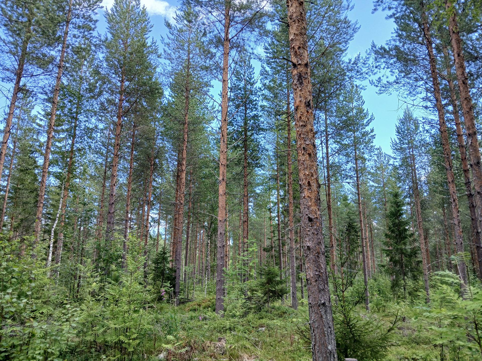 HEIKKA 785-403-1-123 METSÄMÄÄRÄALAT KAIVANNONNIEMESSÄ N. 4,8 HA 1
