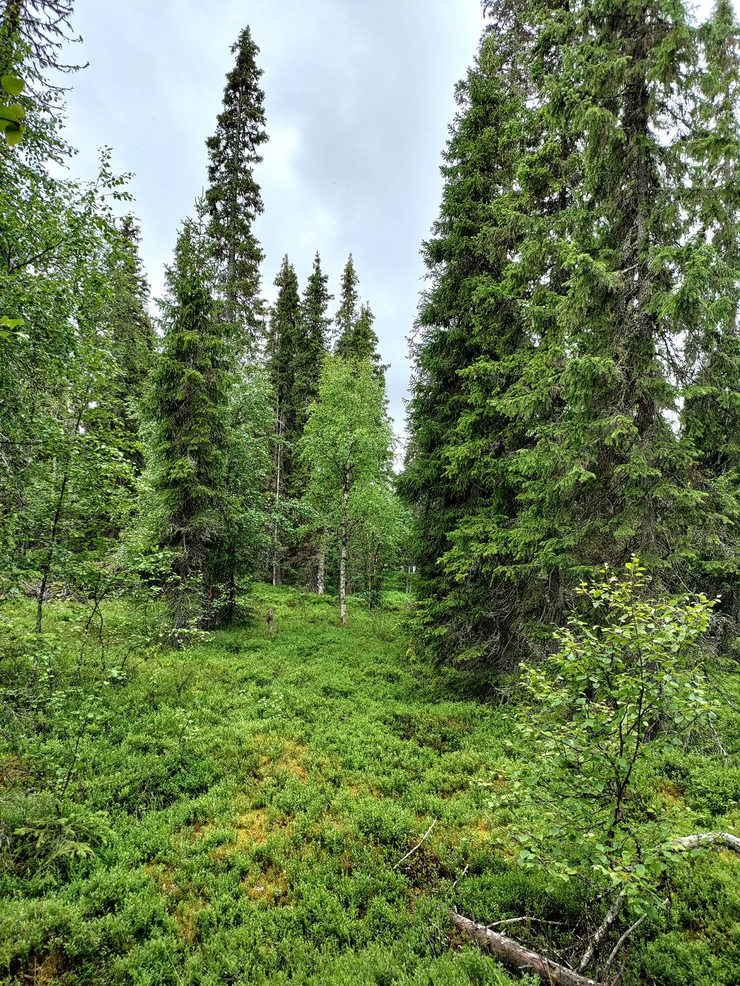 Heinävaara 305-425-192-0 1