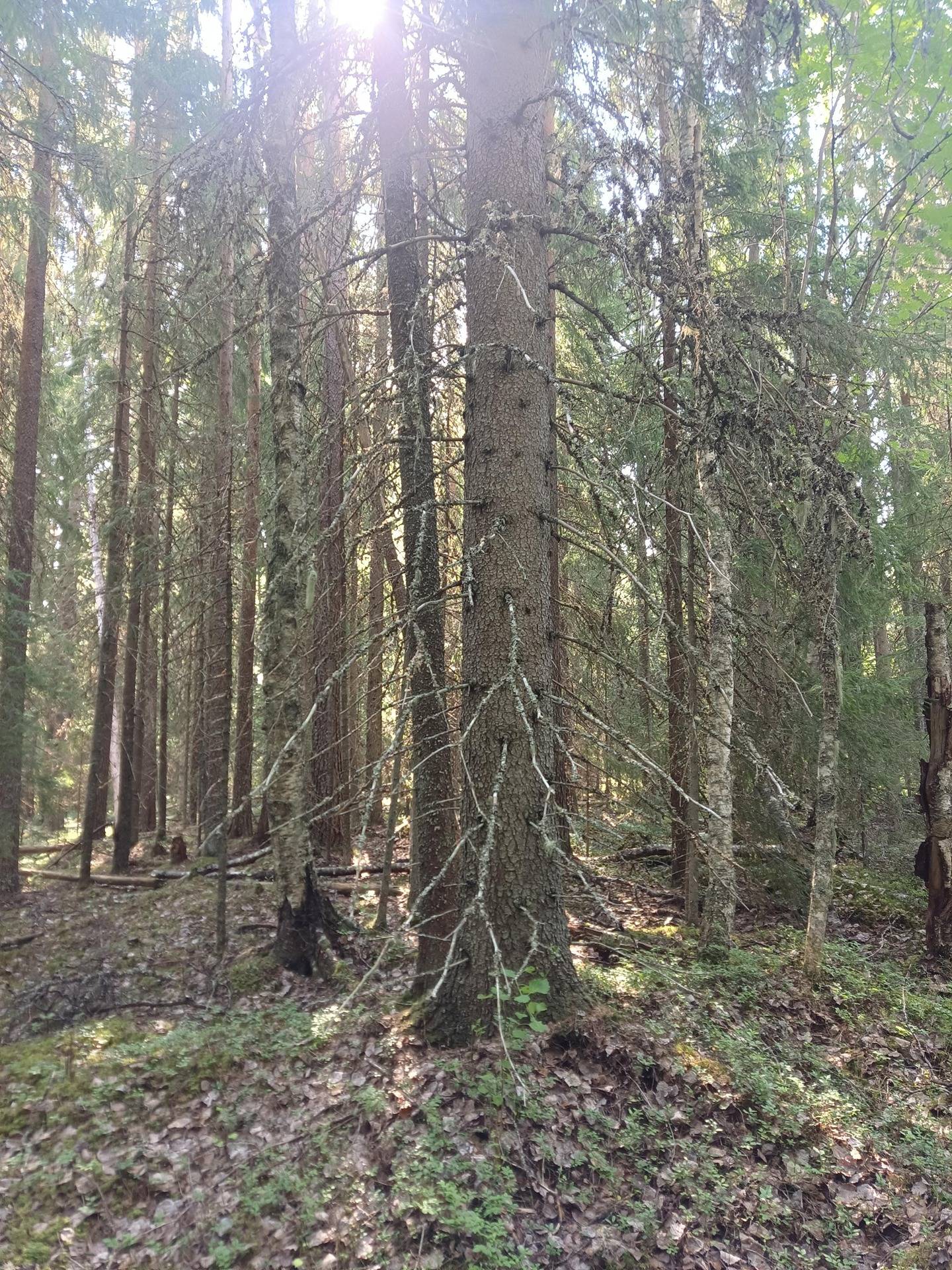 Metsätila Haka-Aho 312-403-11-60 1