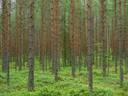 Hiekkalahti 507-414-2-80 ja Niemelä 507-414-2-82 1