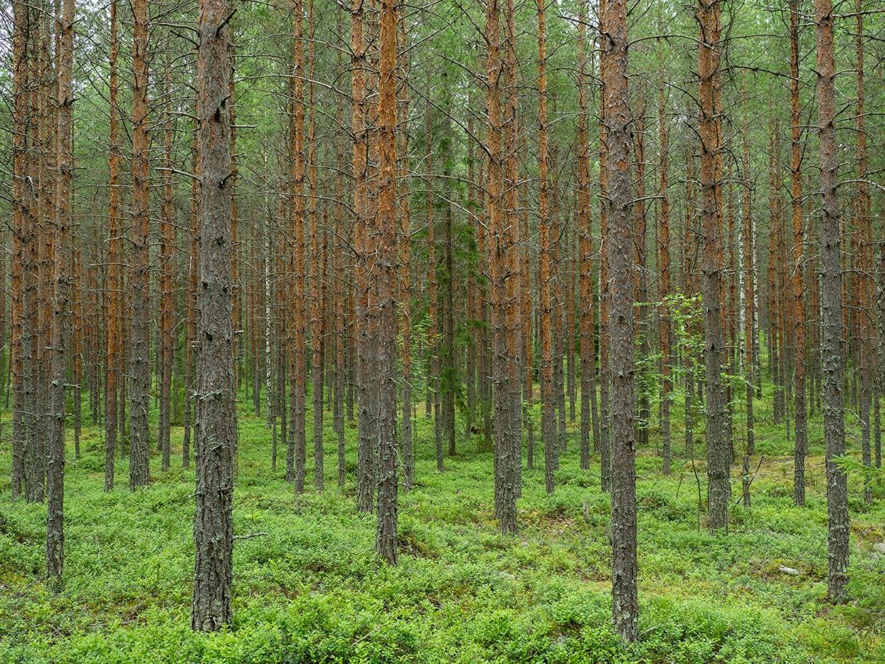 Hiekkalahti 507-414-2-80 ja Niemelä 507-414-2-82 1