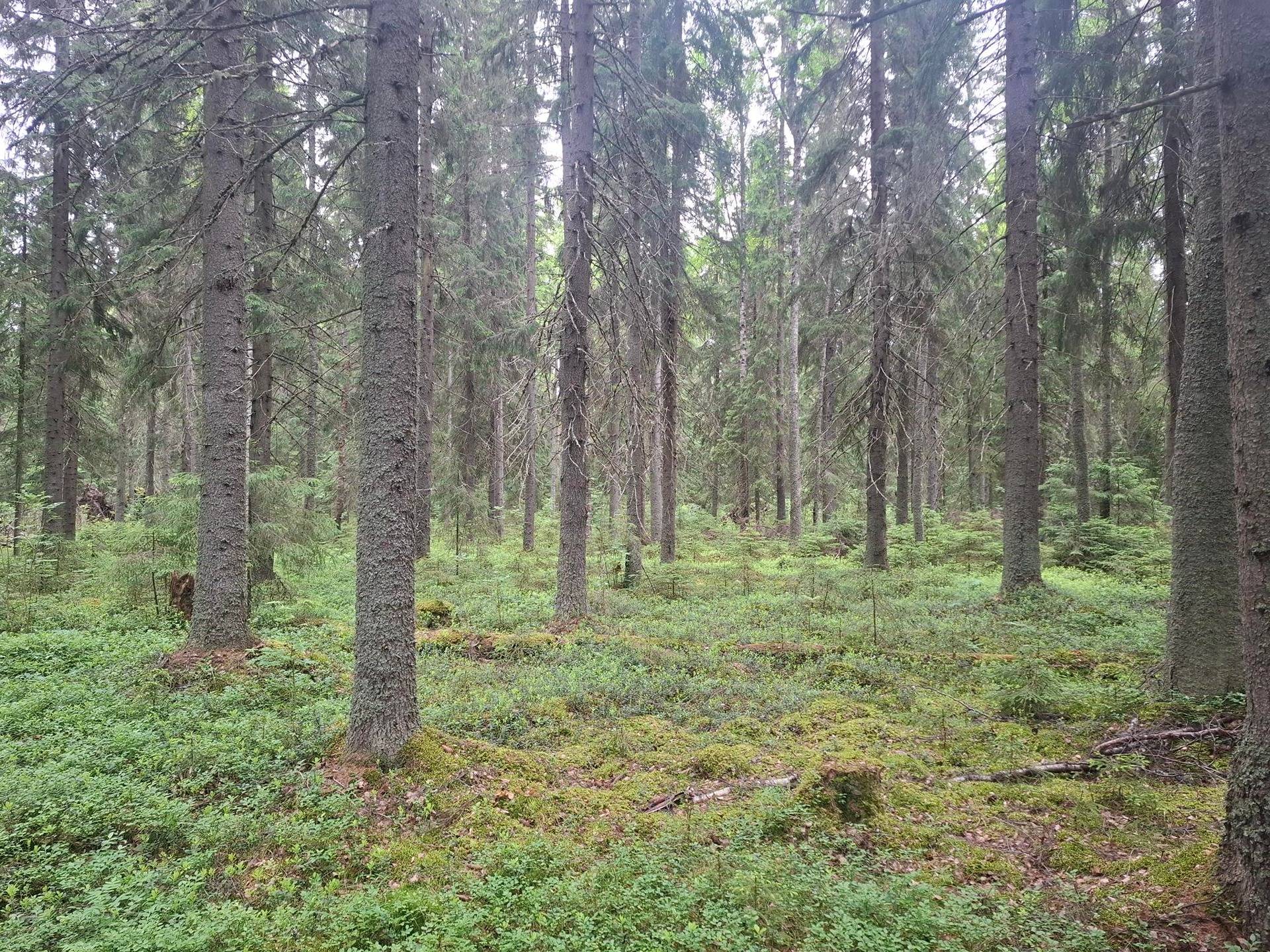 MÖKKÖ 707-411-8-34, Rasivaara 1