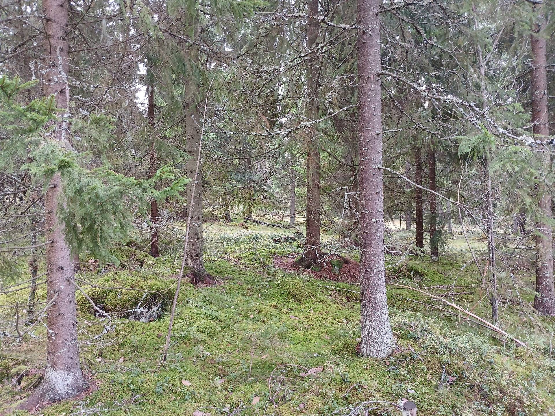 Määräala Mattilanmäki 38:1, Kuusimäki 37:9 1