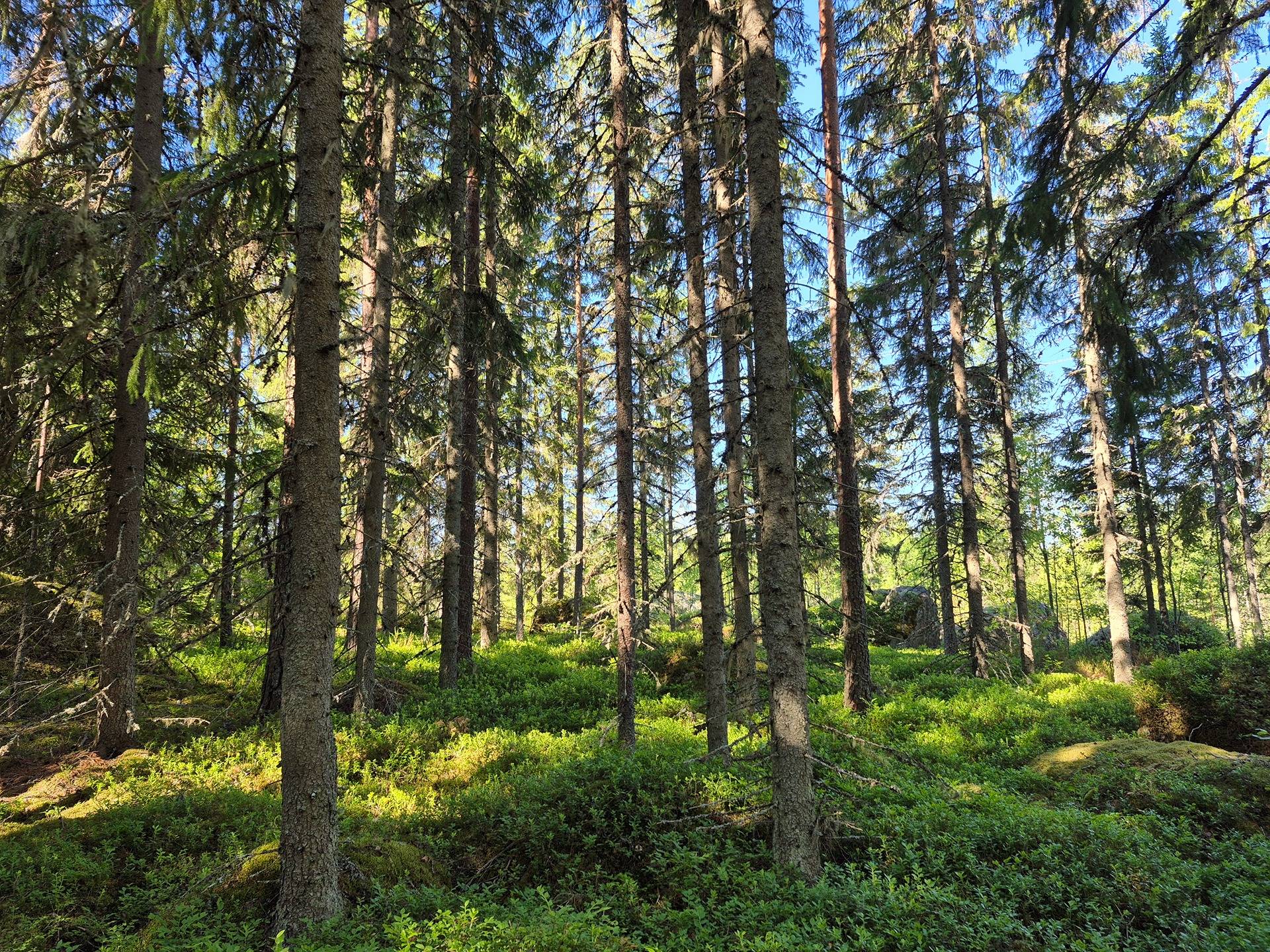 Ma Kalliokorpi 3:52 1