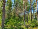 Metsätila Kankaanpäässä 14,4 ha 3