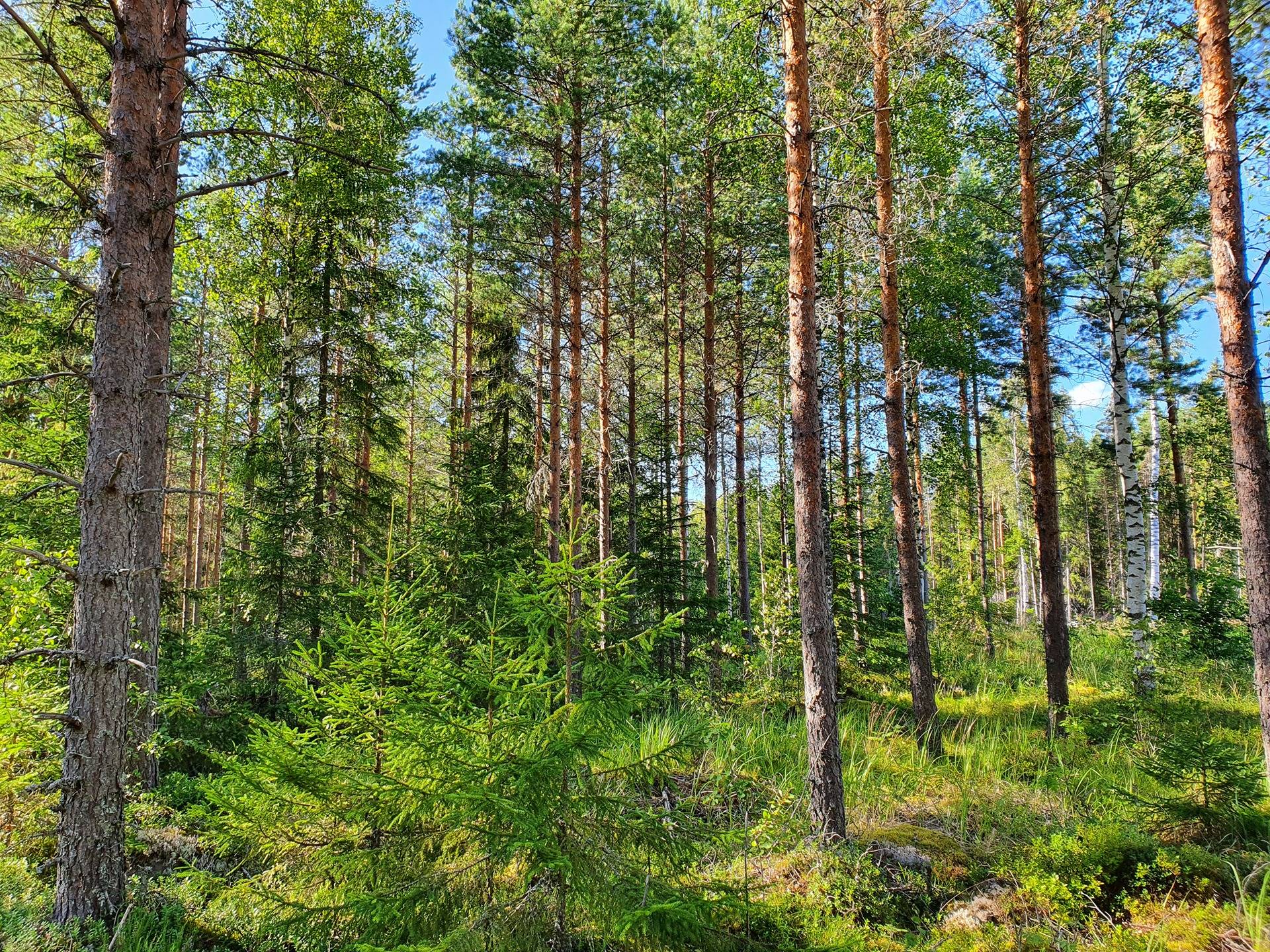 Metsätila Kankaanpäässä 14,4 ha 3