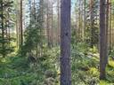 Metsätila Kankaanpäässä 14,4 ha 4