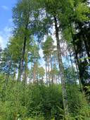 Mäkelä 5:17 1