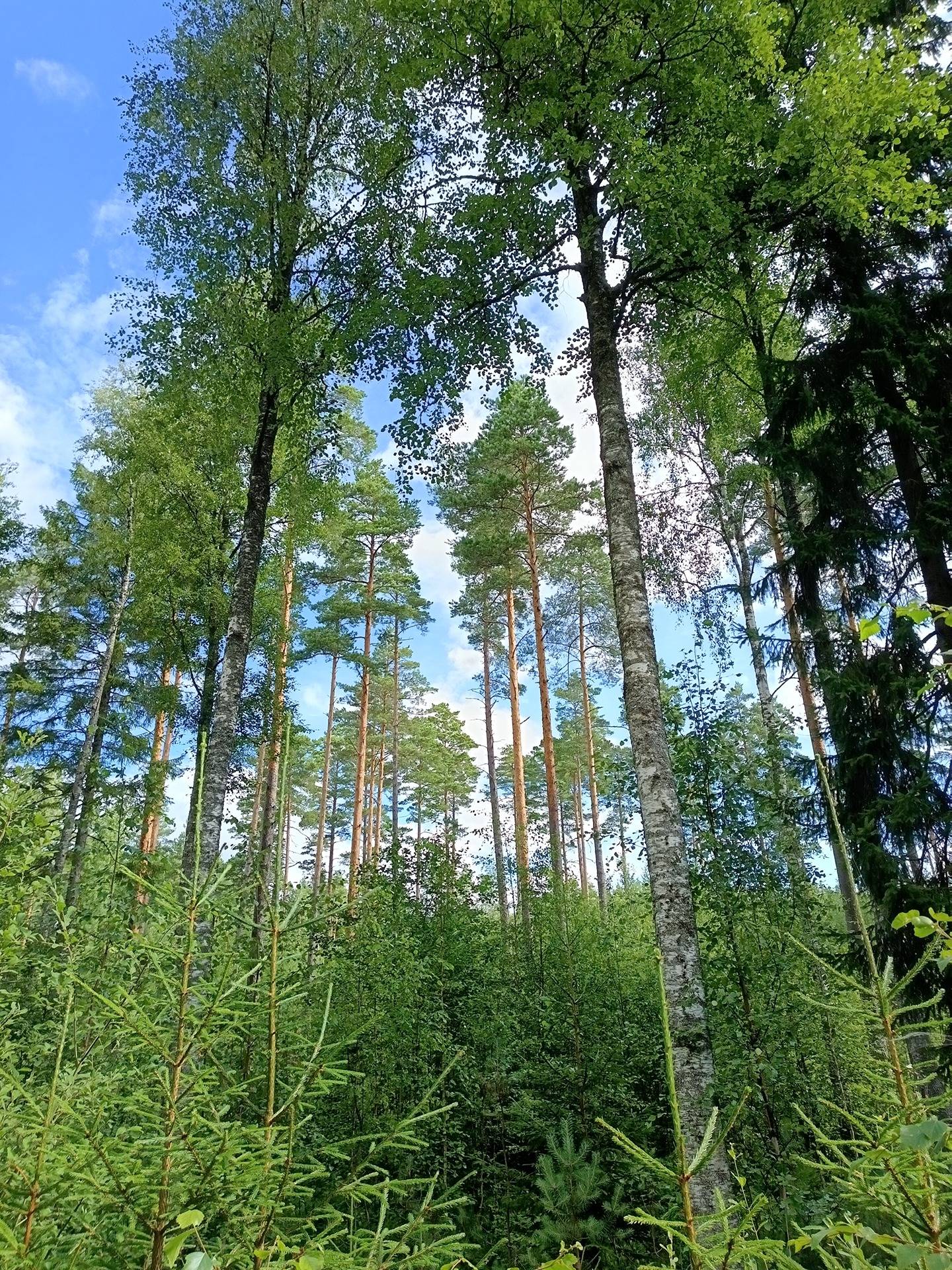 Mäkelä 5:17 1