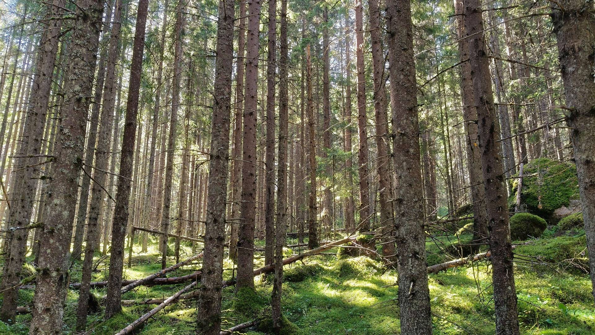 Koski 286-415-2-168 ja Koski 286-415-2-170 1