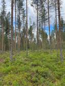 Tervavuotto 564-405-4-18 Ylikiimingissä 1