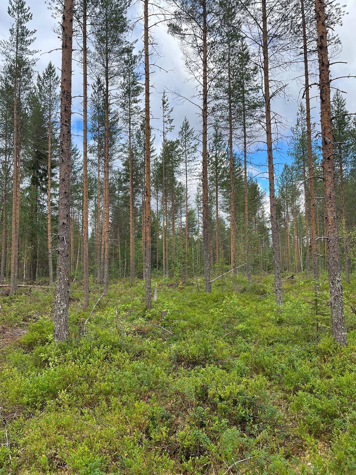 Tervavuotto 564-405-4-18 Ylikiimingissä 1