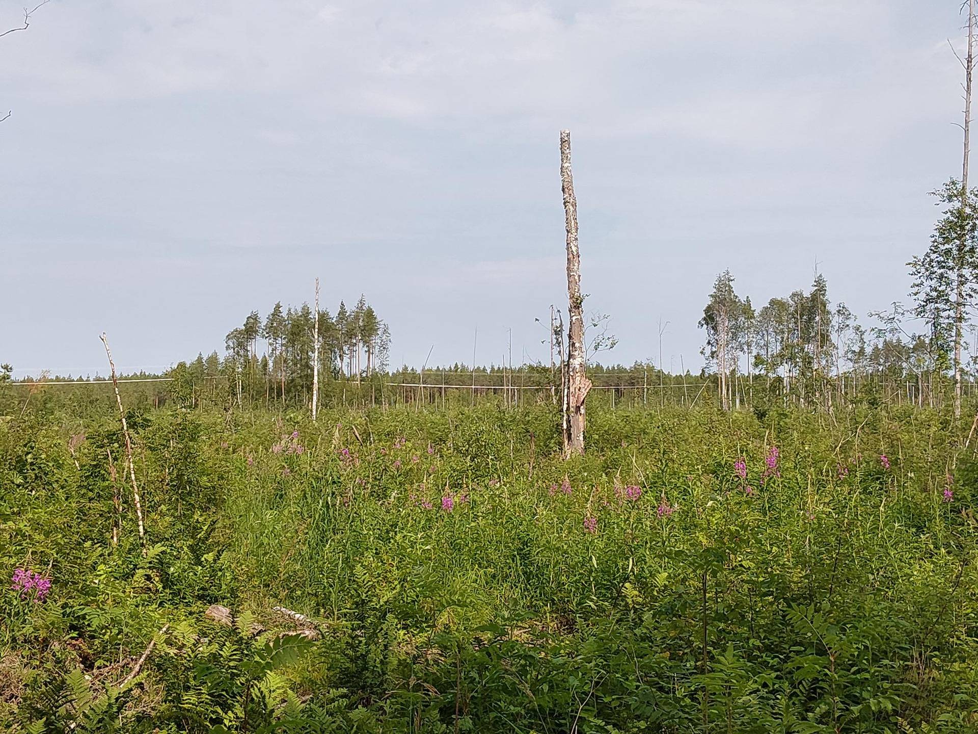 HIETAKORPI 1-64 määräala 1