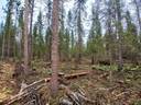 Matinkorpi 564-409-215-0 Kiimingissä 1