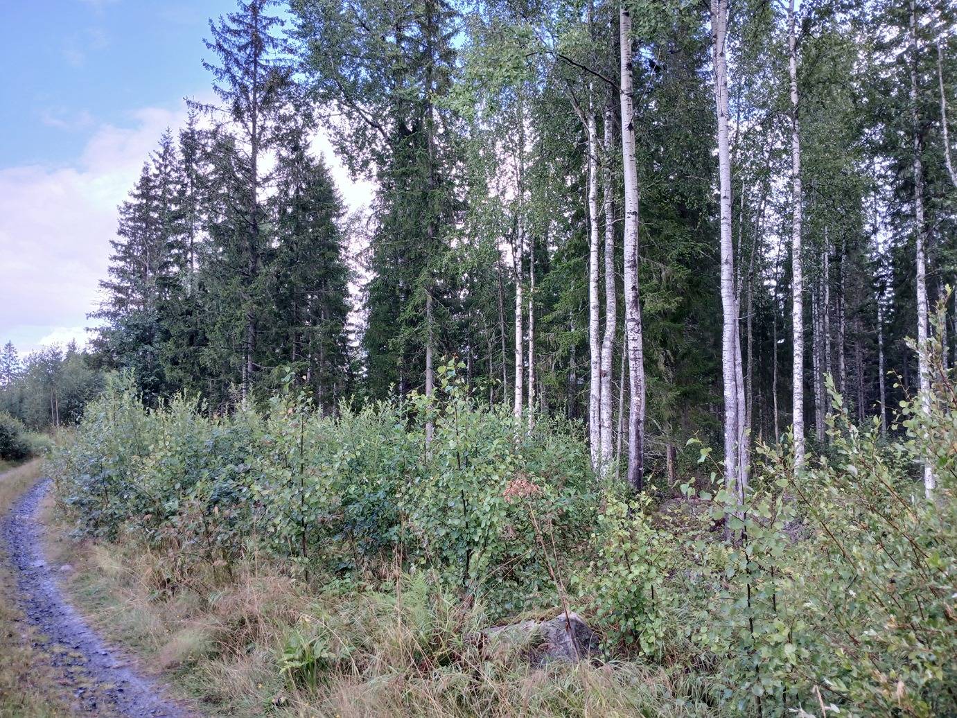 Pälämä 2:68 määräala, Kuhmoinen 1