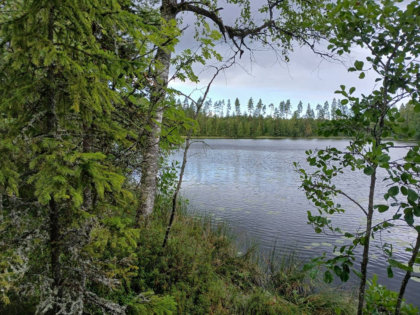 Pälämä 2:68 määräala, Kuhmoinen 1