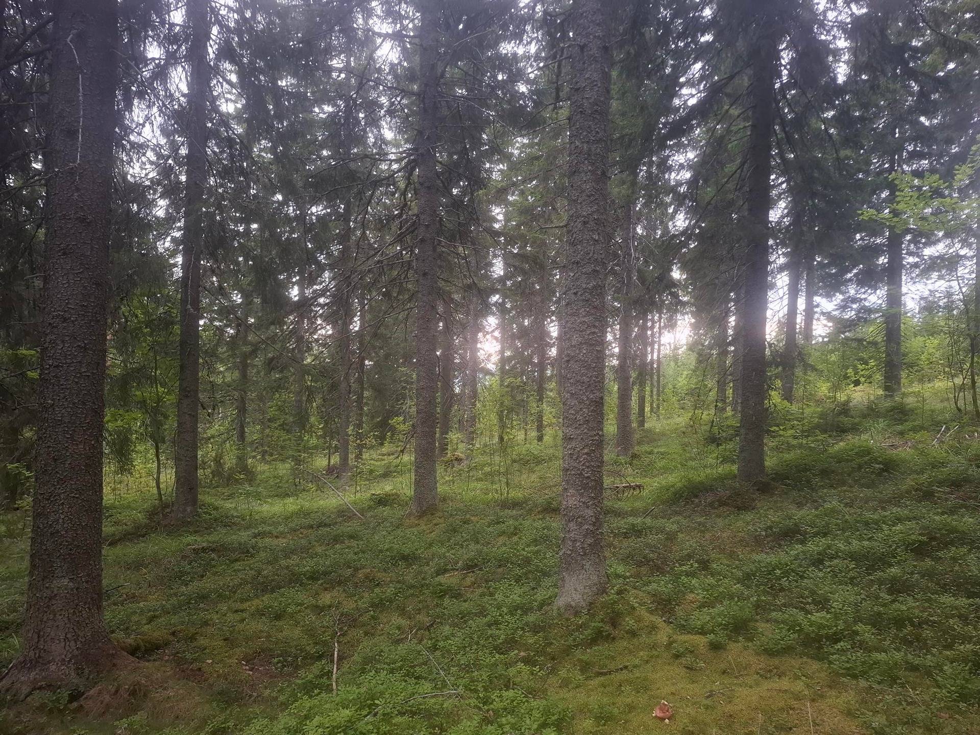 YLÄPIHA 167-435-11-115, Uimaharju 1