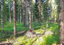 Kuusisto 1