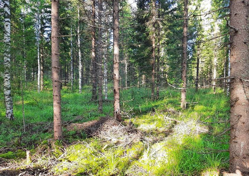 Kuusisto 1