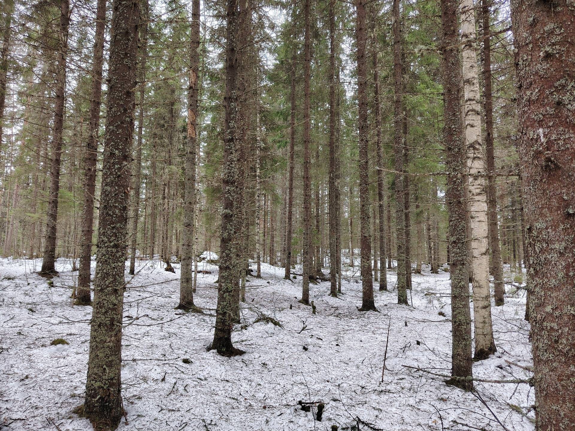 MYLLYLAHTI 260-418-18-18 ja KULHALAMPI 260-418-18-20 1