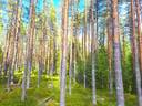 Perho Alajoki LATVALA 20:151 metsäpalsta noin 14,4 ha 1