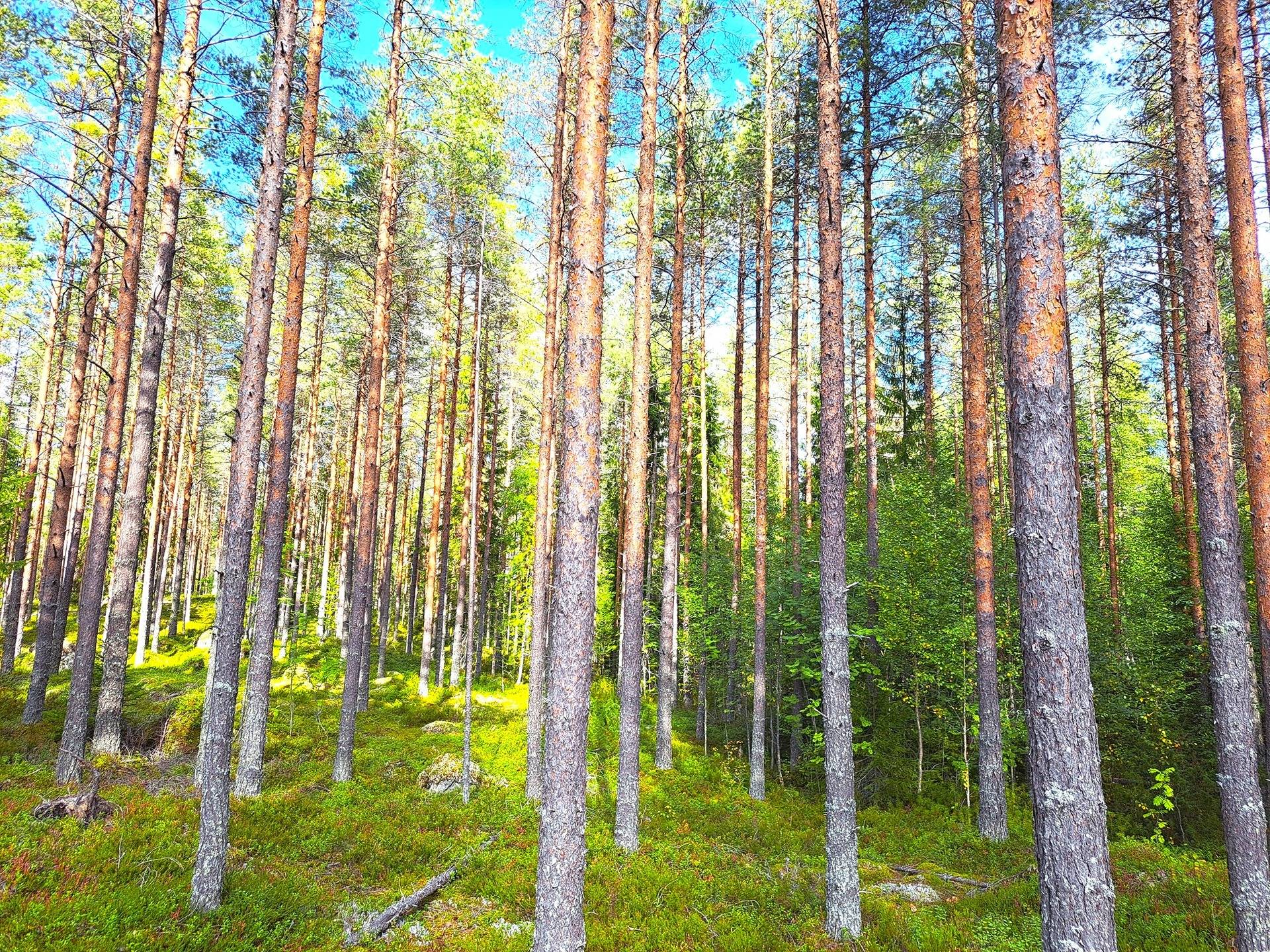 Perho Alajoki LATVALA 20:151 metsäpalsta noin 14,4 ha 1
