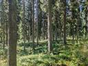 Metsätila Metsä-Uutela 11:3 + saunamökki, Somero, Härjenoja 1