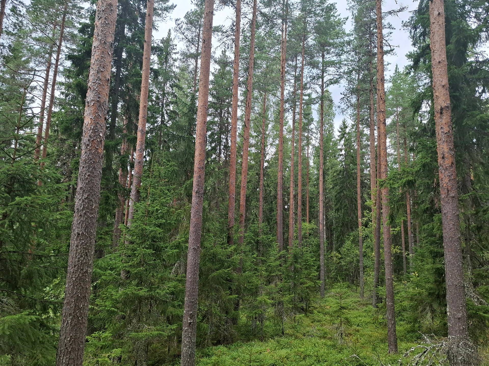 Kujanpää 536-430-25-0 määräala 1