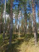 Metsätila (Määräala), noin 9,6 ha; Männistö; 400-421-4-20, Laitila, Härsyntie. 1
