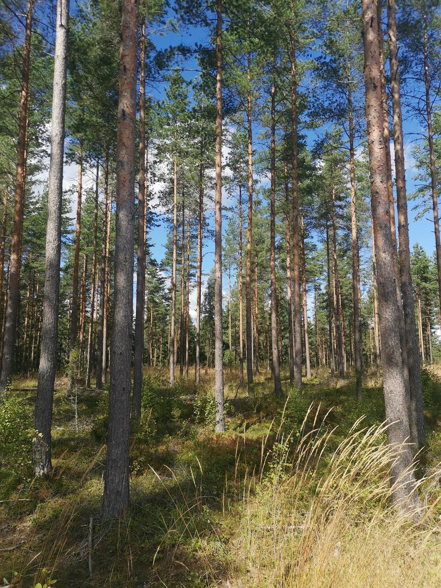 Metsätila (Määräala), noin 9,6 ha; Männistö; 400-421-4-20, Laitila, Härsyntie. 1