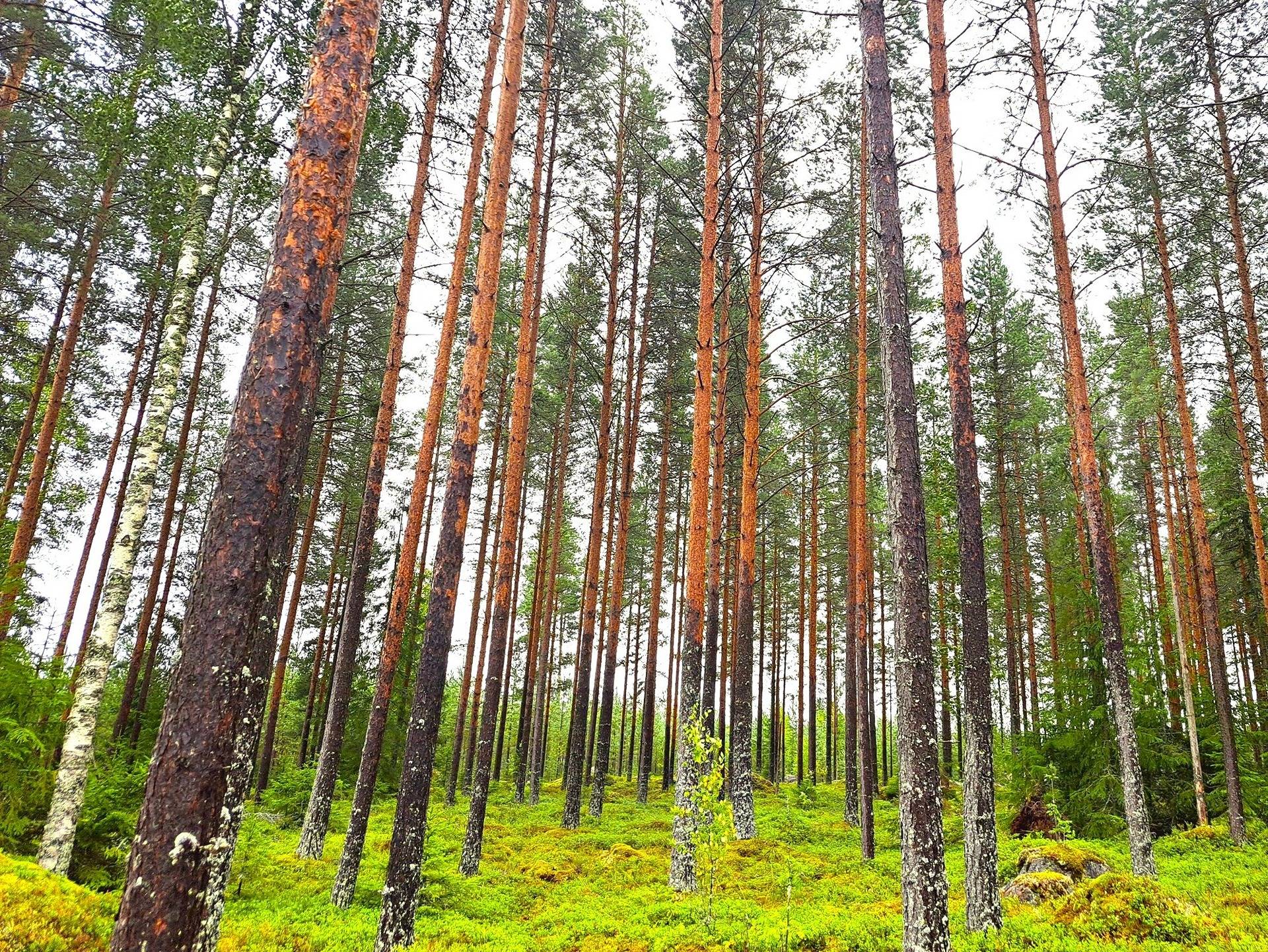 Veteli Patana LISÄMAA C 4:4 metsätila 33,69 ha. 1