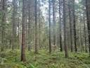 Kesäranta 592-404-2-376 määräala 1